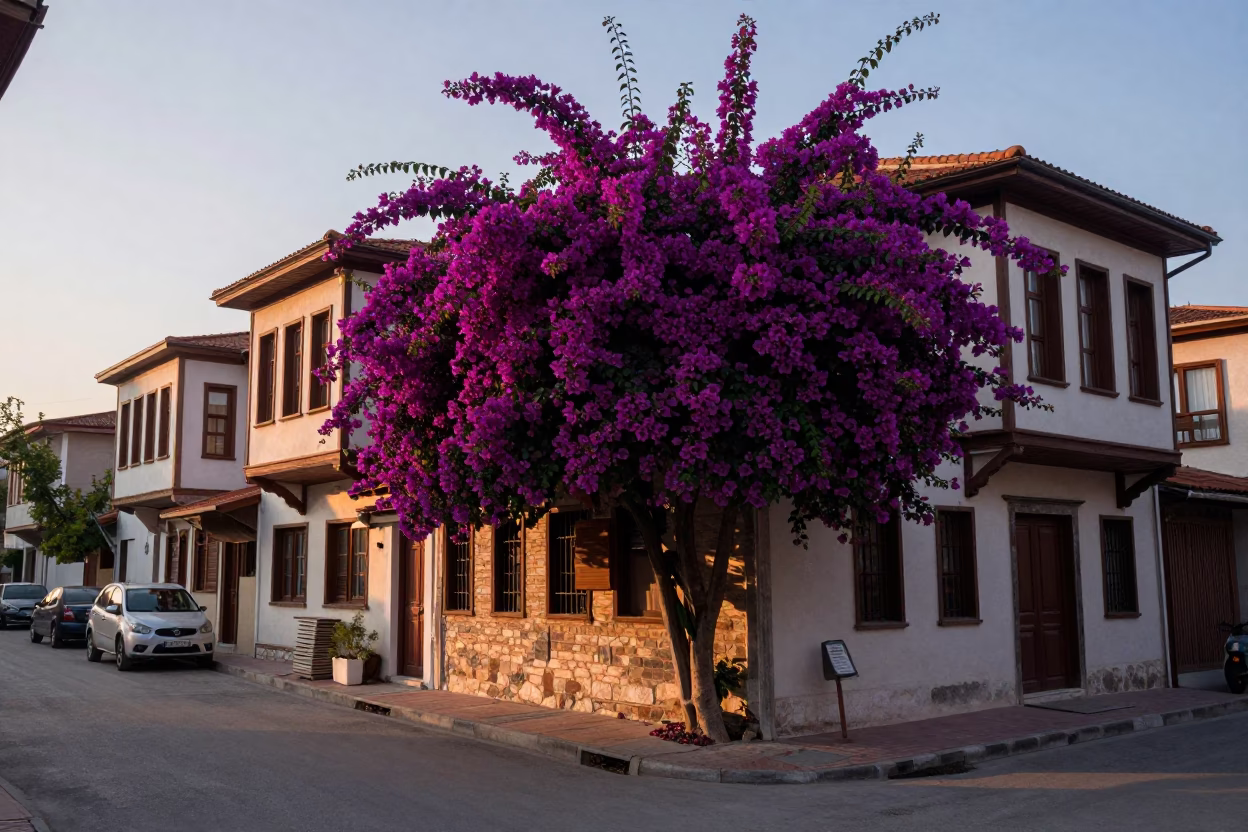 Early Morning Street Scene in Izmir Turkey with Bougainvillea and Local Commerce in in Izmir, Turkey