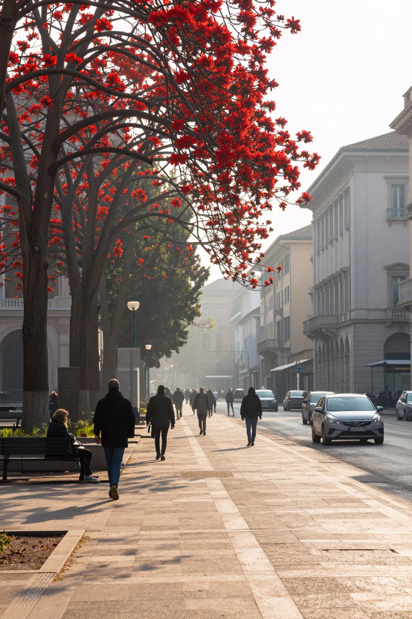 Early Morning Street Scene in Milan Italy with Vibrant Red Flame Tree Bloom in in Milan, Italy