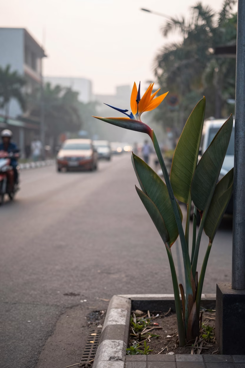 Early Morning Street Scene in Surabaya Indonesia with Bird of Paradise Flower in in Surabaya, Indonesia