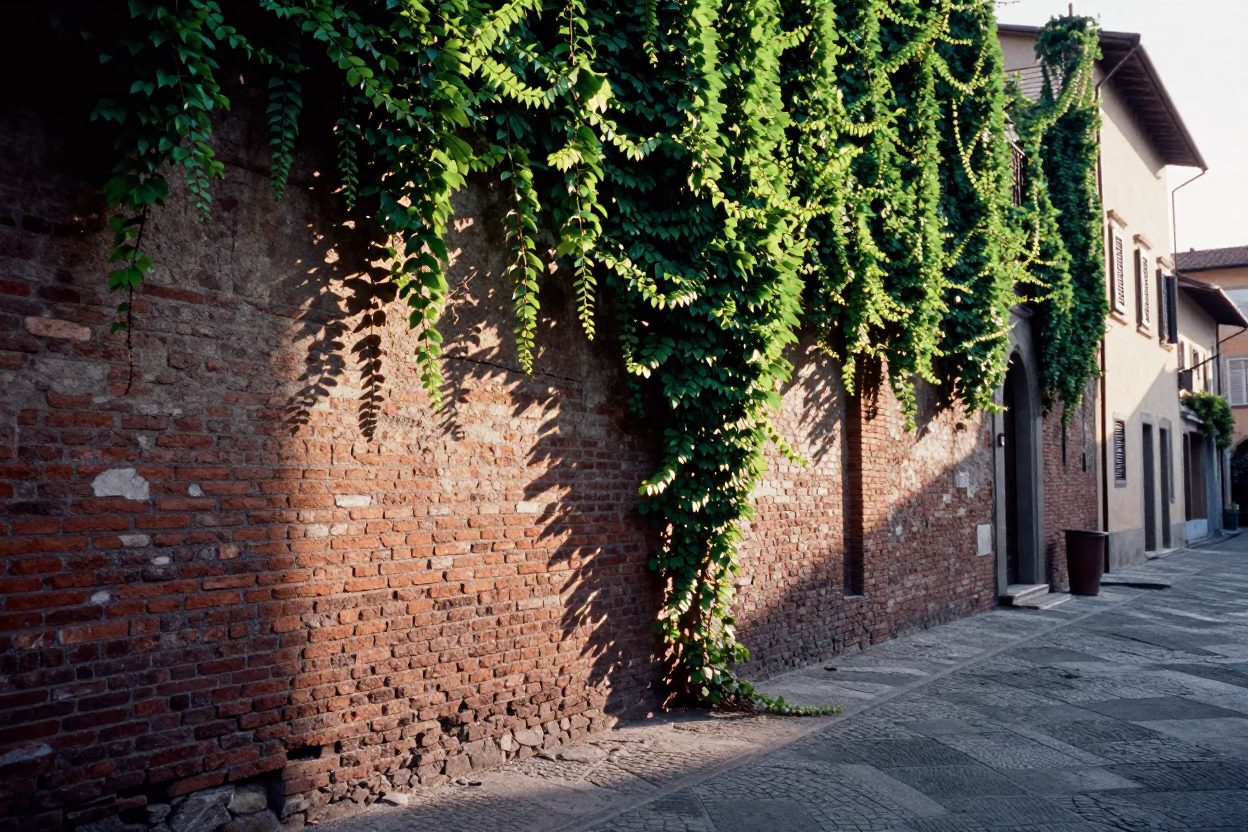 Early Morning Sunlight and Ivy on Historic Brick Wall in Florence Italy in in Florence, Italy