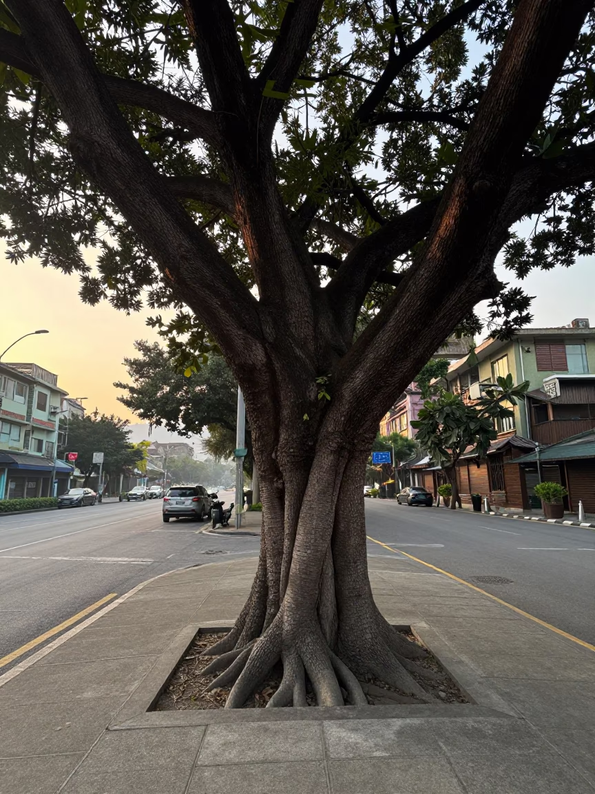 Early Morning Taipei Street Scene with Kapok Tree and Urban Infrastructure in in Taipei, Taiwan