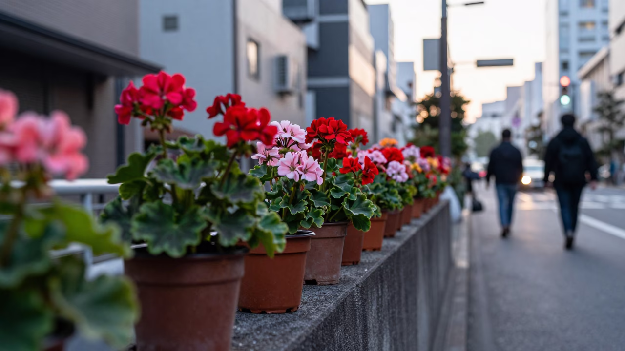Early Morning Tokyo Street Scene with Potted Geraniums and Urban Architecture in in Tokyo, Japan