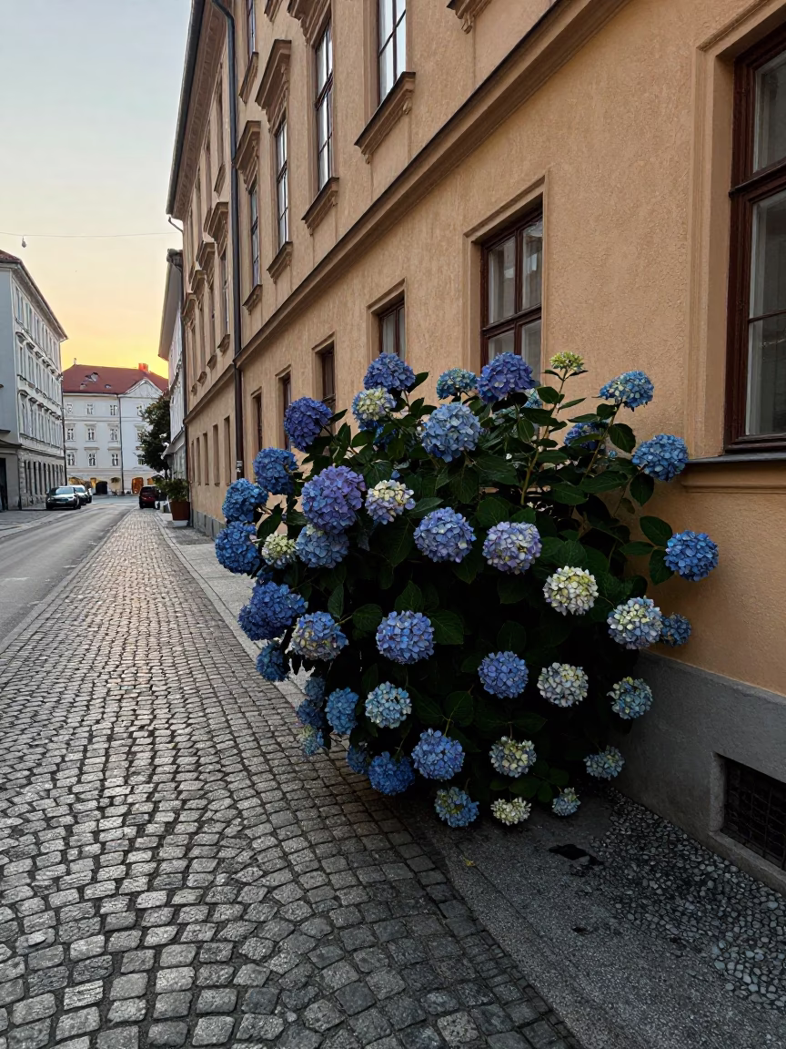 Early Morning Vienna Street Scene with Hydrangea Bush and Ceramic Pitcher in in Vienna, Austria