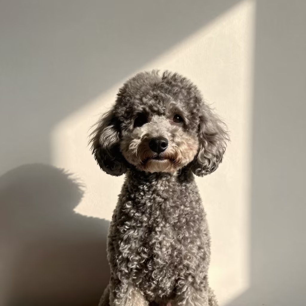 Early Winter Poodle Portrait Avignon in beside a plain plaster wall in soft indoor light with the animal centered in frame in Avignon