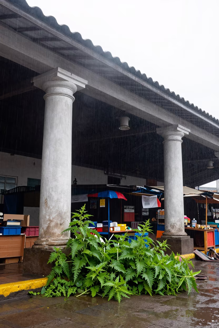 Ecuadorian Market Ruin Collapsing Amidst Rainy Season Fog in among toppled columns and nettles in Ecuador