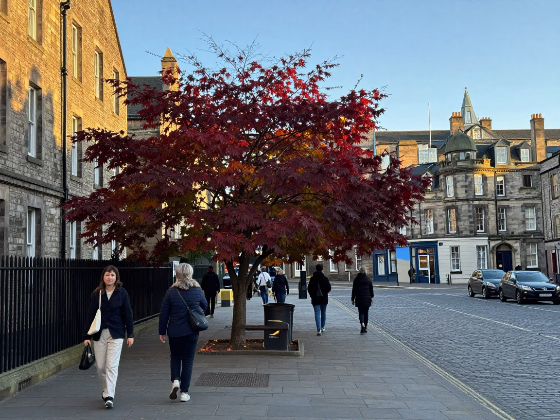 Edinburgh Scotland Late Afternoon Street Scene with Japanese Maple and Historic Stone Architecture in in Edinburgh, United Kingdom