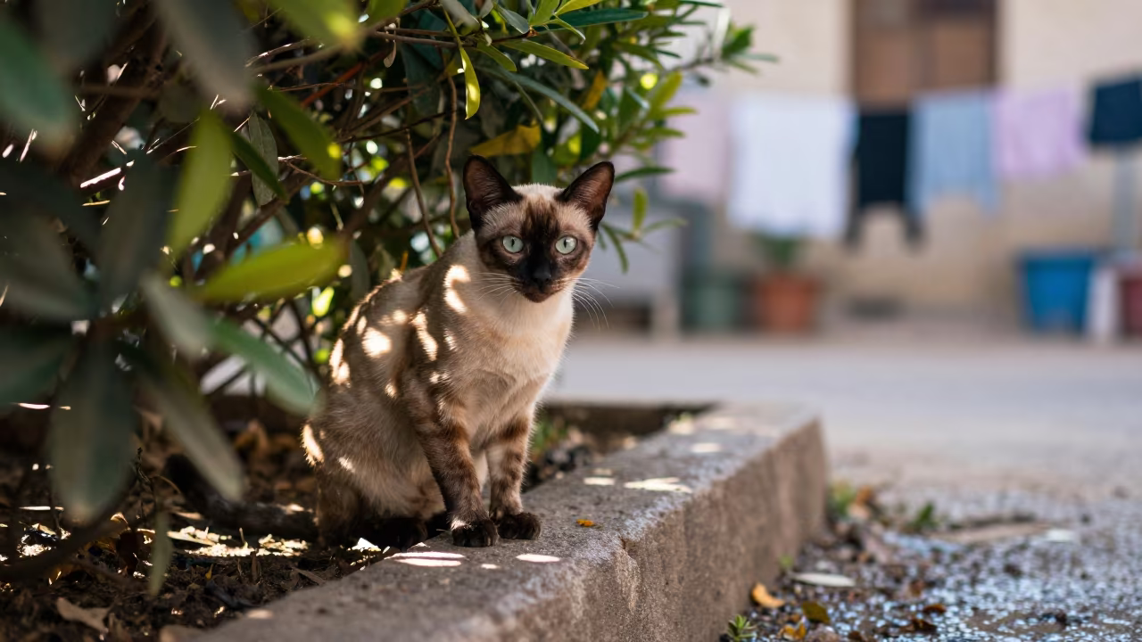 Egyptian Mau Cat by Garden Edge in Winter Light in near a garden edge with soft morning light and an uncluttered background near Namangan