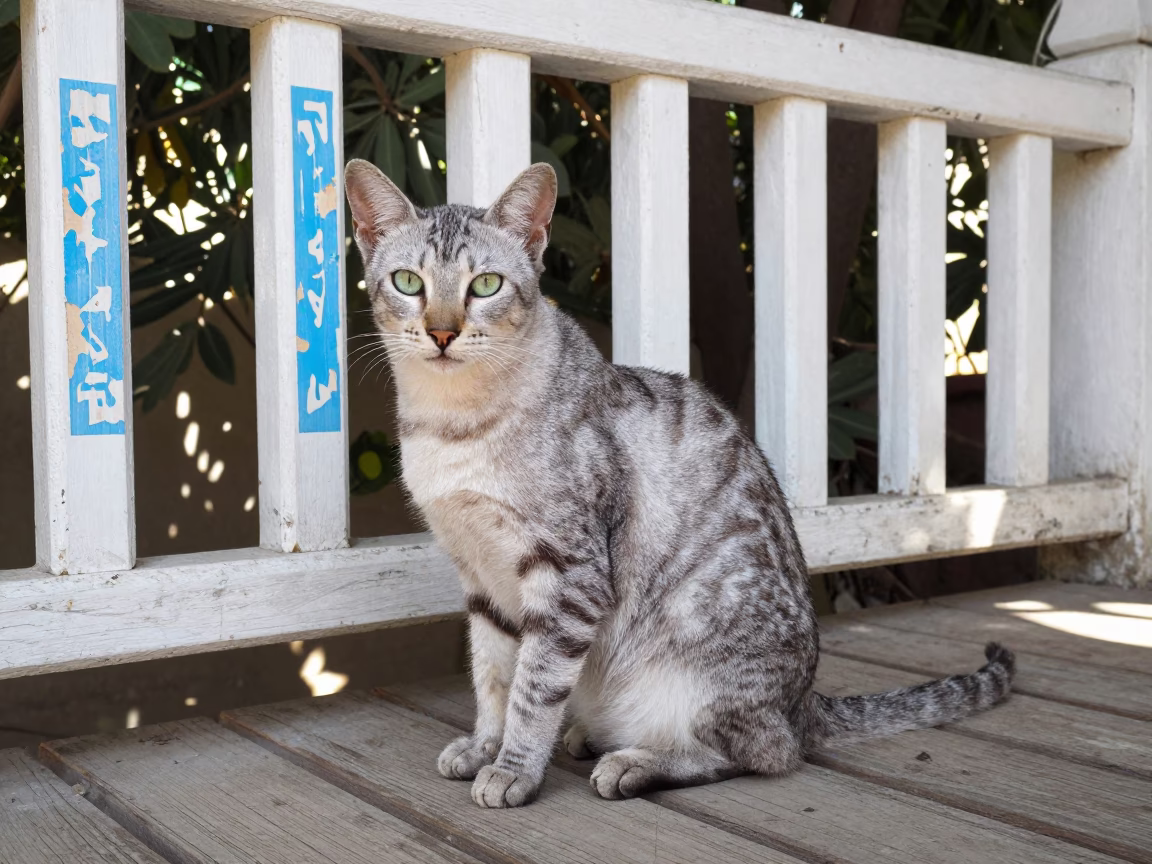 Egyptian Mau Portrait on Shaded Damietta Porch in on a shaded front porch with boards, railings, and eye-level framing in Damietta