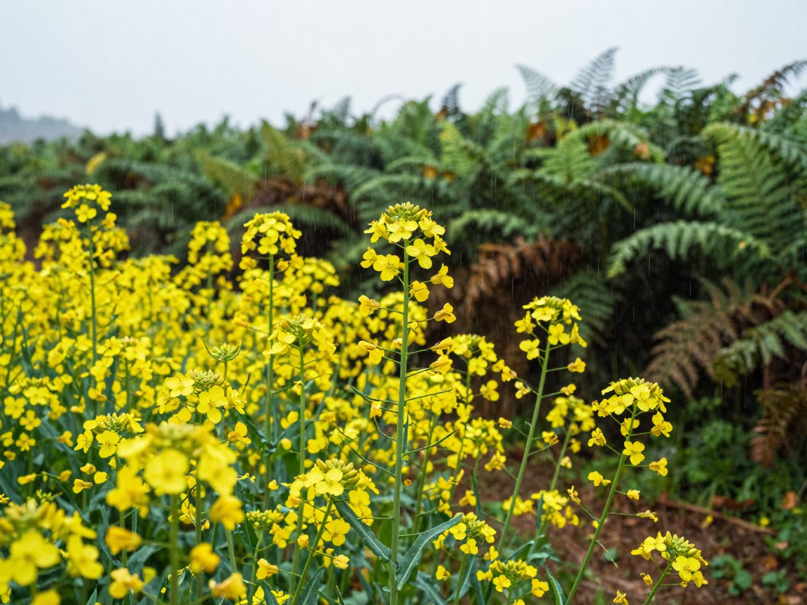 Electric Yellow Canola Field in Autumn Rain in on a fern-lined forest floor in Asturias