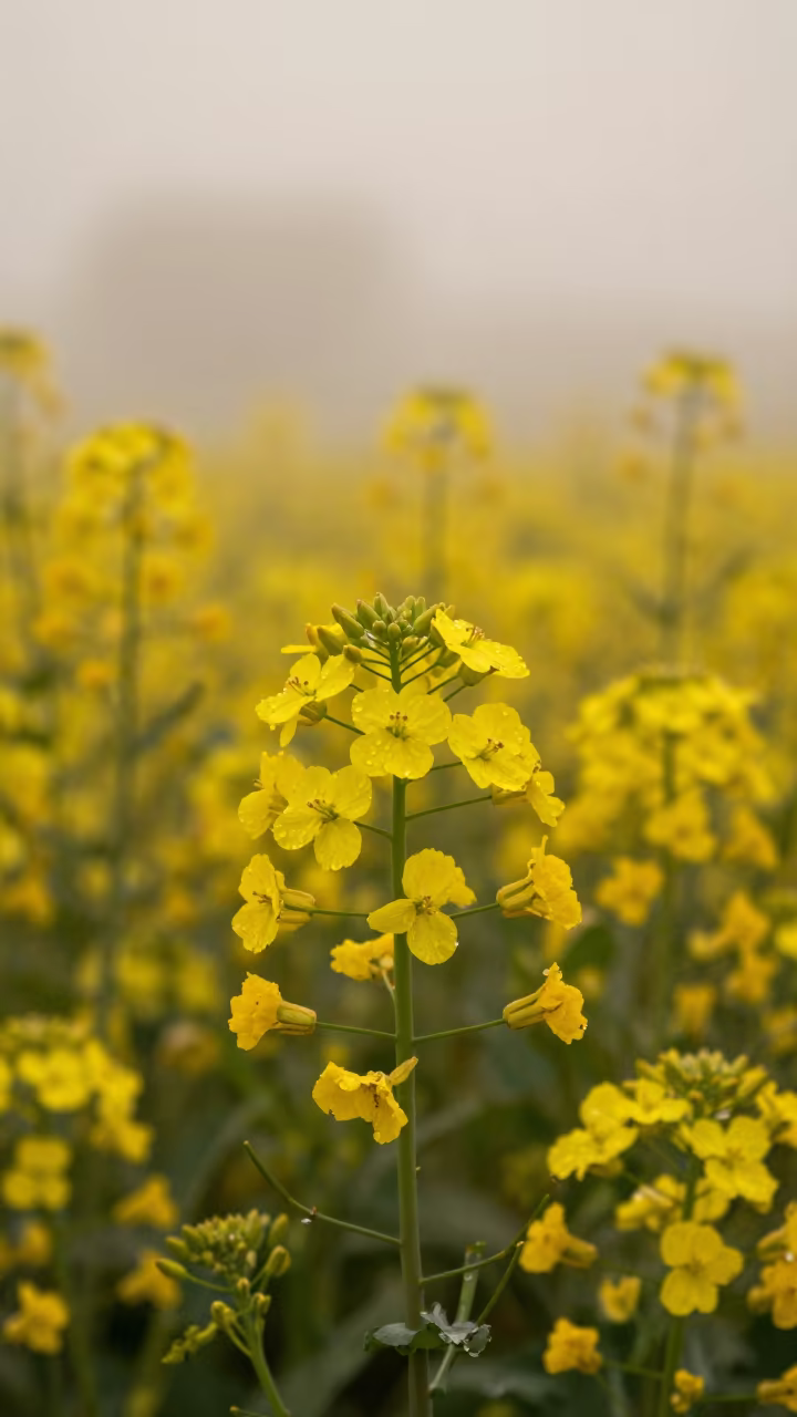 Electric Yellow Canola Field in Misty Rainy Season in near Mbuji-Mayi