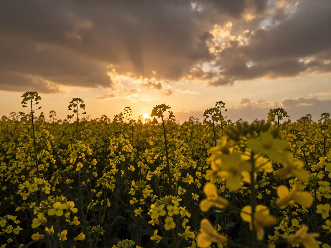 Electric Yellow Canola Field at Sunset Near Prayagraj in near Prayagraj