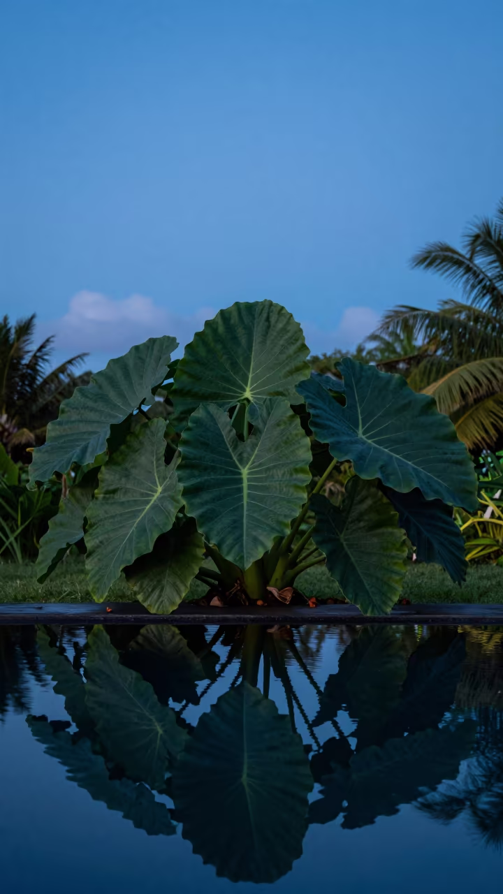 Elephant Ear Taro Plant Twilight Reflection Samoa in in Samoa