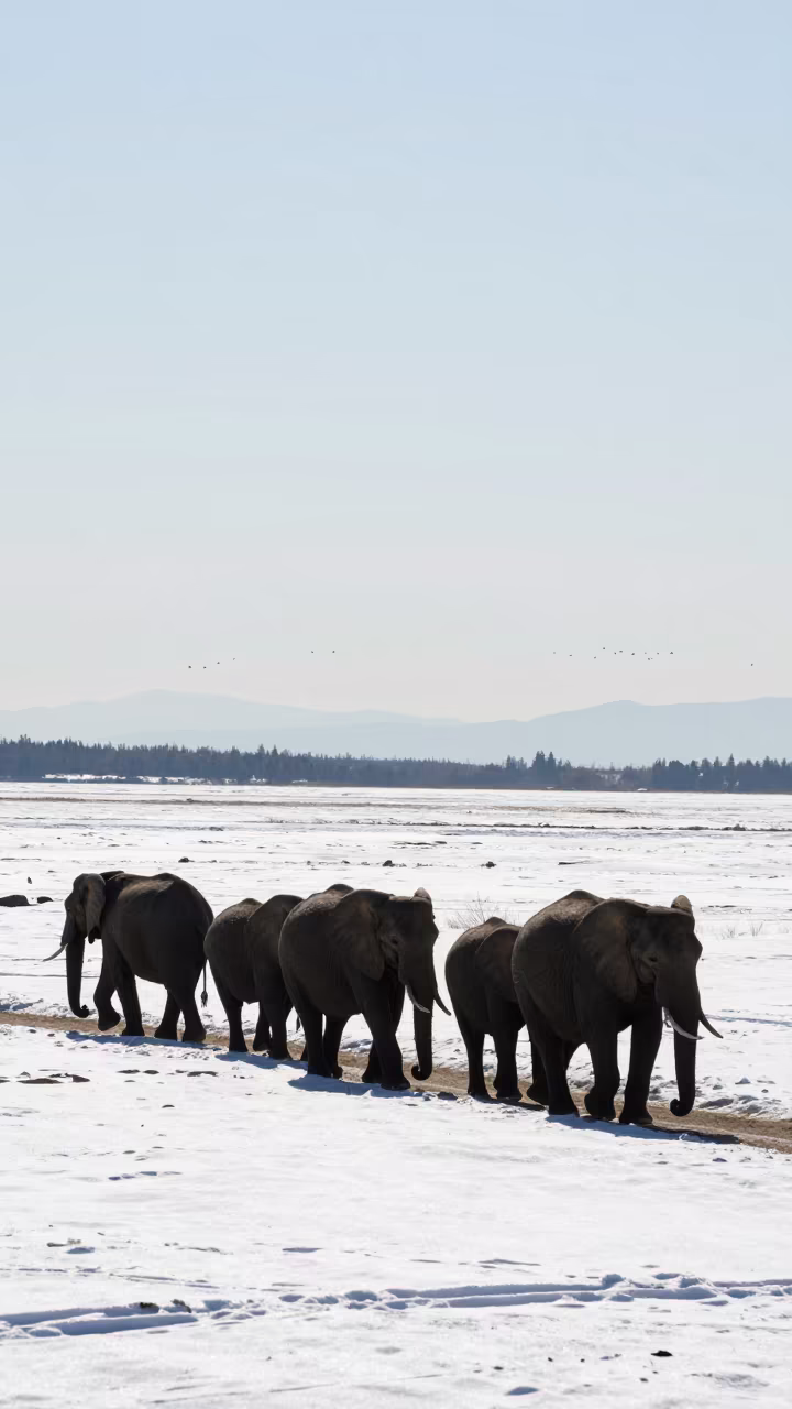 Elephant Herd Crossing Snow Crust Vancouver in along a game trail near Vancouver