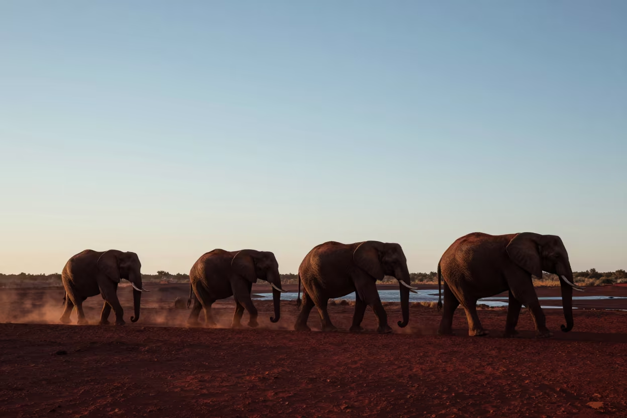 Elephant Herd Silhouette Volcanic Sand Twilight in above a glacial stream near Quito