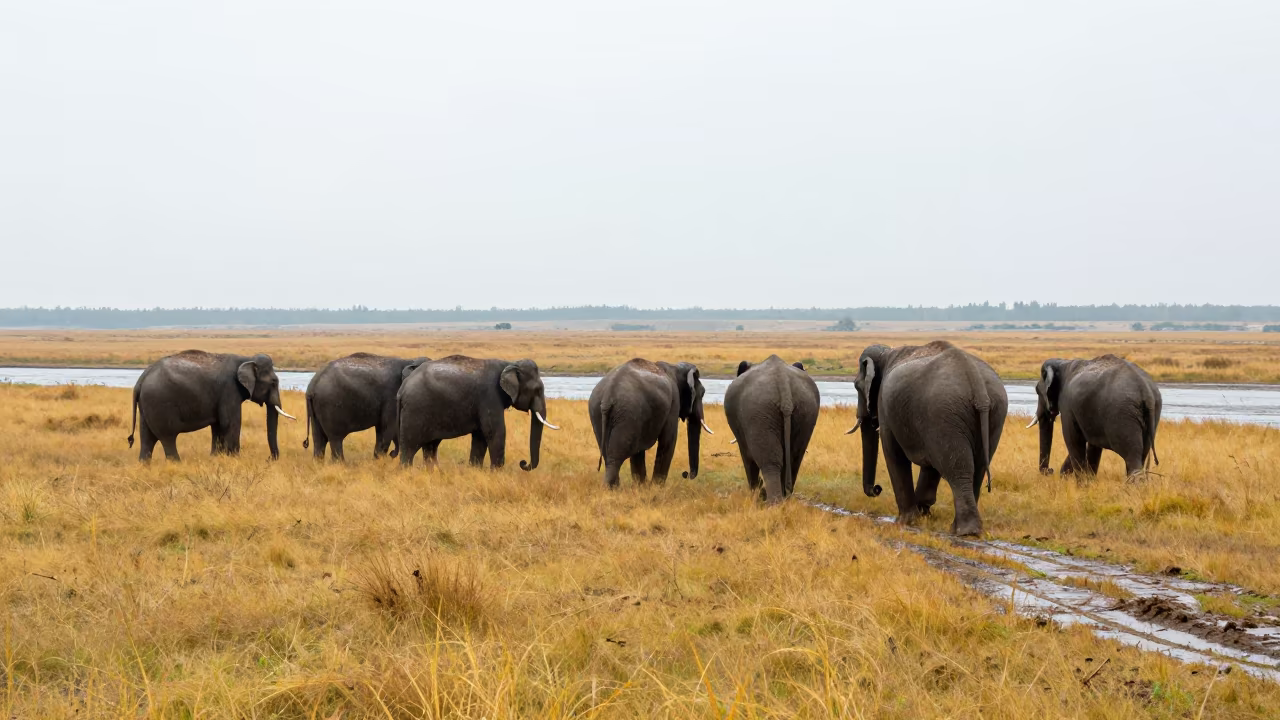 Elephant Herd Walking Gold Grass Near Stream in above a glacial stream in North Korea