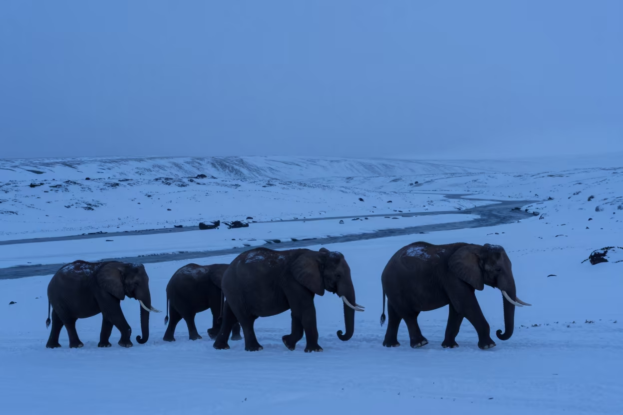 Elephants Crossing Snow at Twilight Near Reykjavik in above a glacial stream near Grandi, Reykjavik