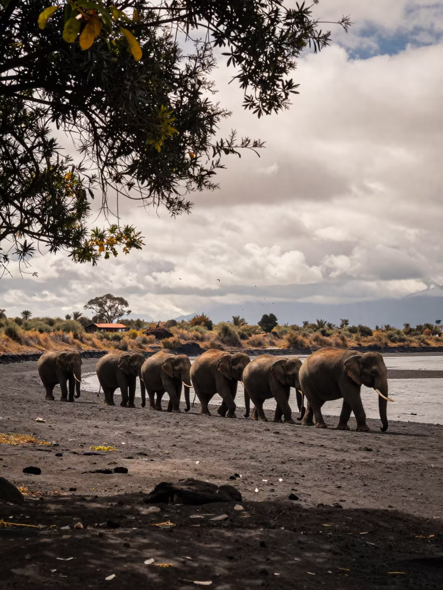 Elephants crossing volcanic sand near Cusco inlet in beside a tidal inlet near Plaza de Armas, Cusco
