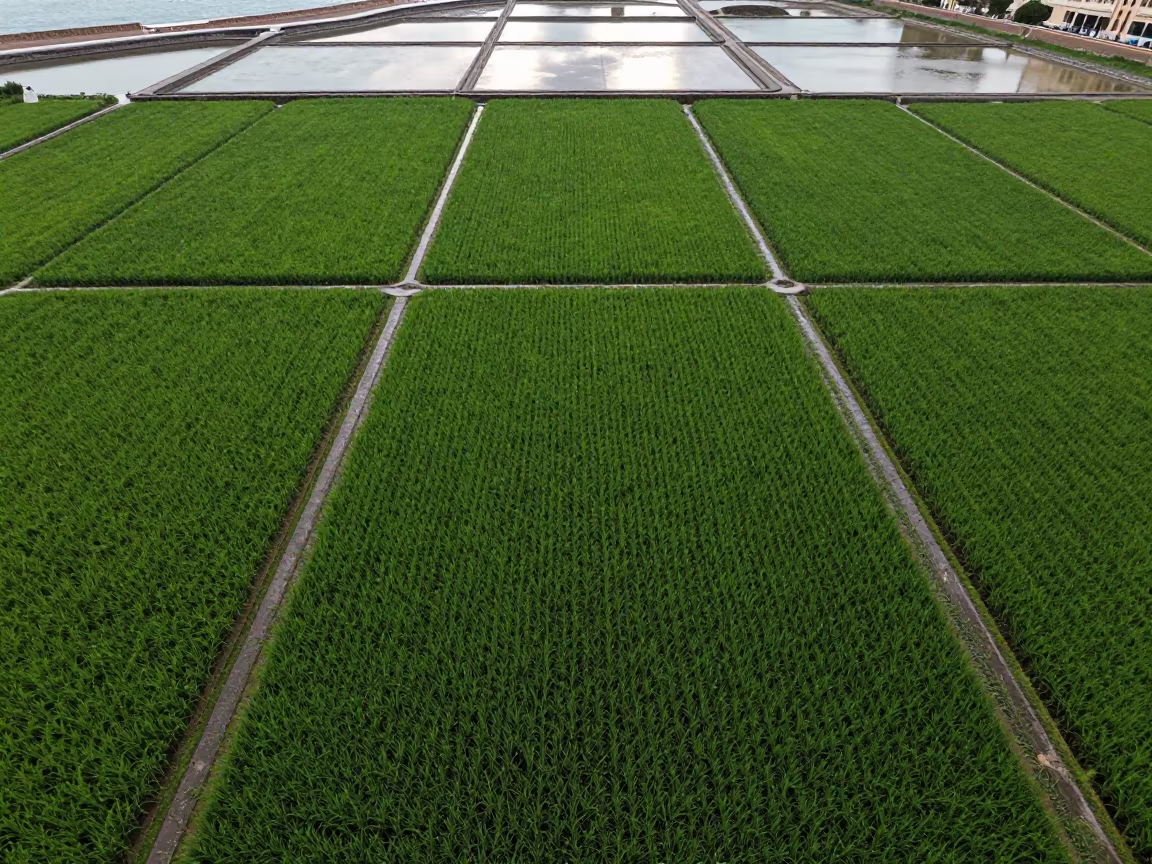 Emerald Rice Paddies Aerial View Over Monaco in high over salt ponds and causeways in Monaco