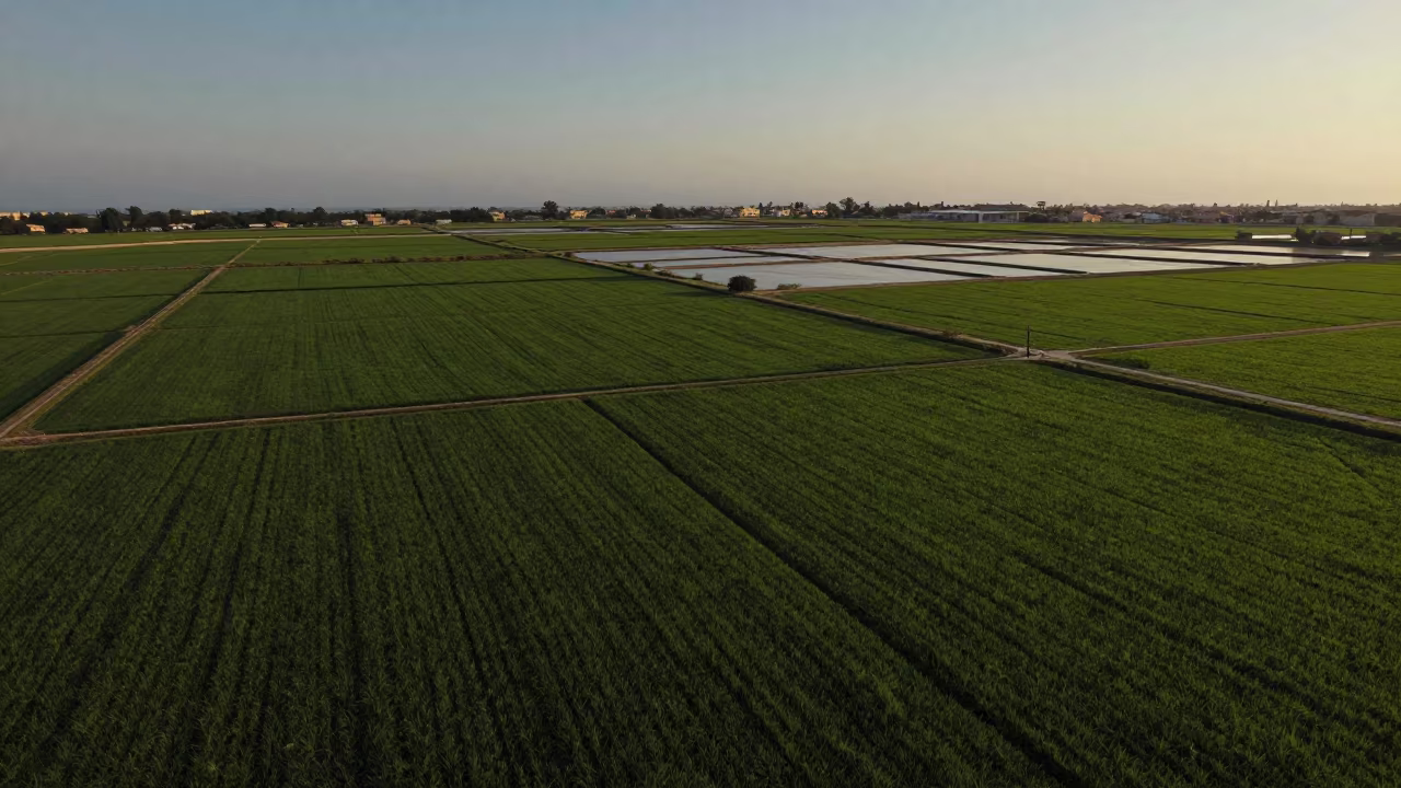 Emerald Rice Paddies Aerial View Near Palermo in high over salt ponds and causeways near Palermo