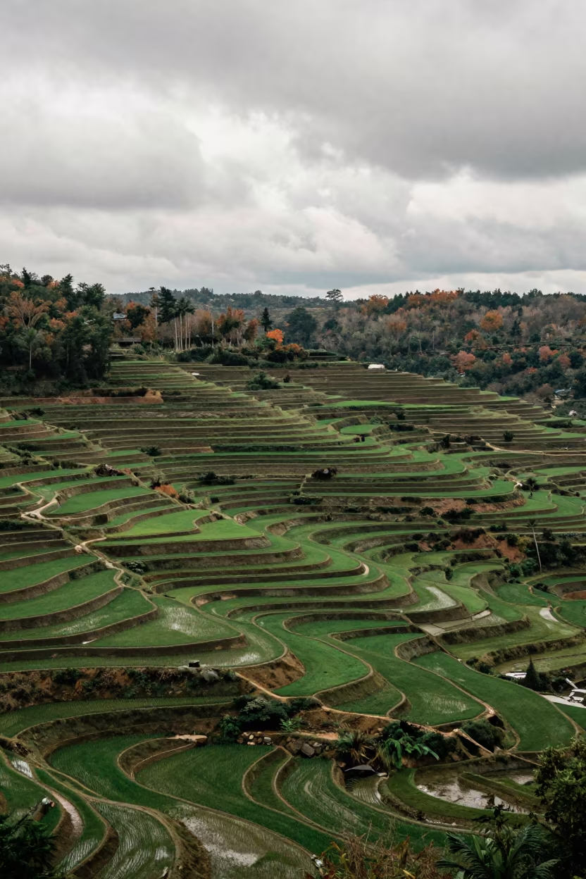 Emerald Rice Paddies South Carolina Late Autumn in far above terraced hillsides in South Carolina