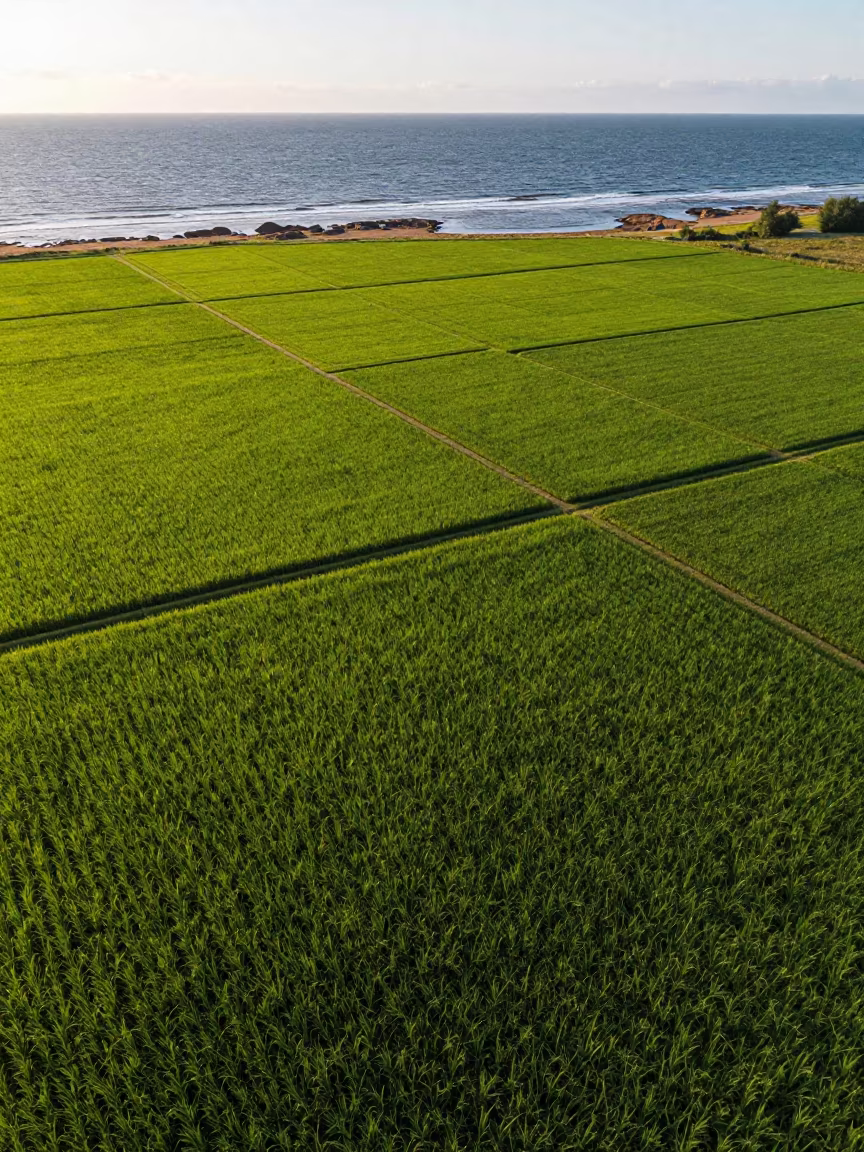 Emerald Rice Paddy Patchwork Aerial Estonia in far above surf-scalloped coastline in Estonia