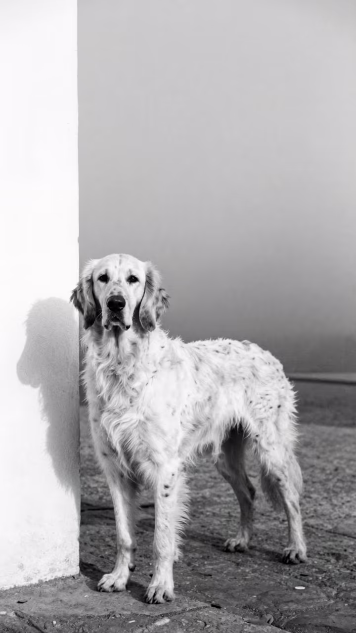 English Setter Portrait in Misty Tétouan Courtyard in beside a plain courtyard wall in clear daylight with the animal at eye level near Tétouan