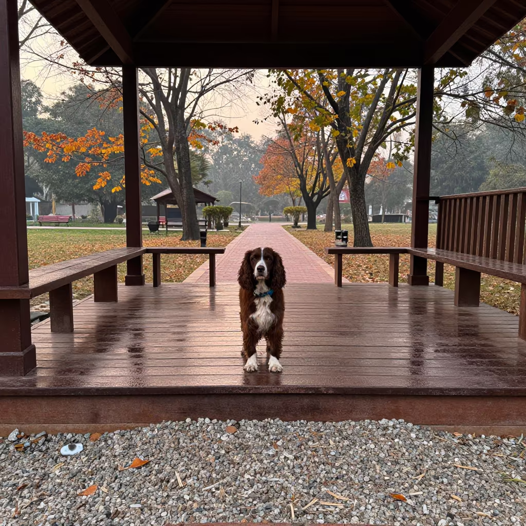 English Toy Spaniel on Shaded Porch in Lalitpur in along a quiet park path with soft open shade and a clean background in Lalitpur