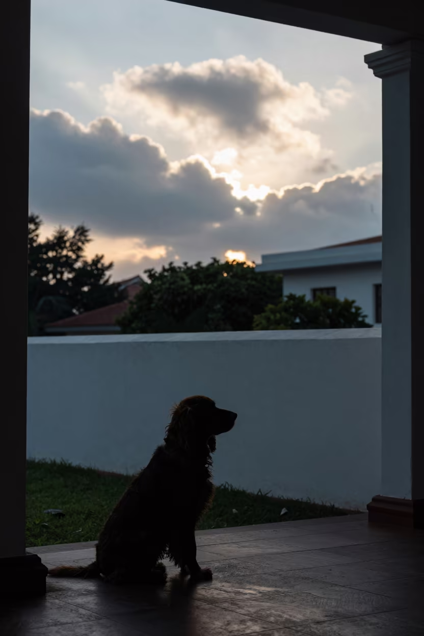 English Toy Spaniel Silhouette on Colombo Porch in beside a plain courtyard wall in clear daylight with the animal at eye level near Cinnamon Gardens, Colombo