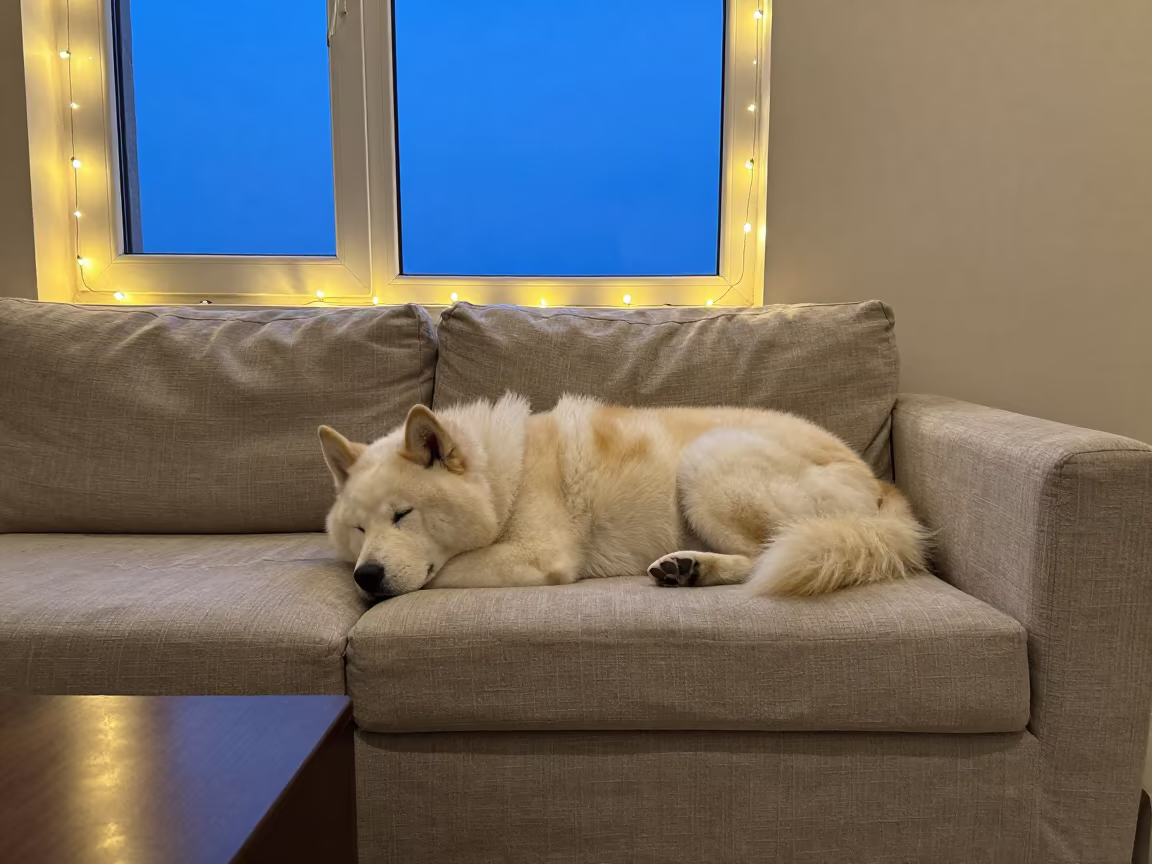 Eskimo Dog on Linen Sofa in Al Diwaniyah in on a linen sofa with daylight from a nearby window in Al Diwaniyah