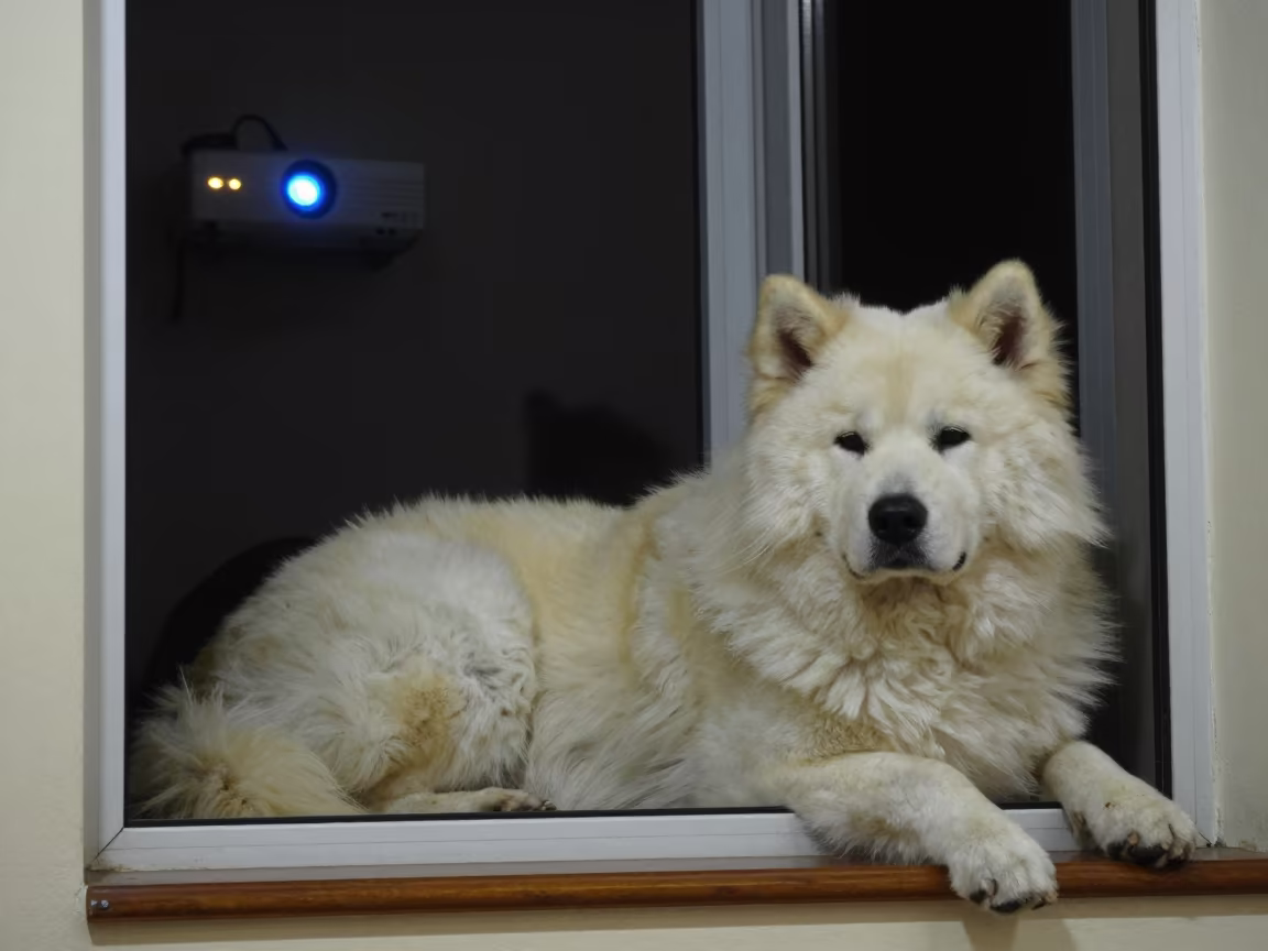 Eskimo Dog on Window Seat Midnight Light in on a window seat in a quiet apartment with soft side light in Khuzdar