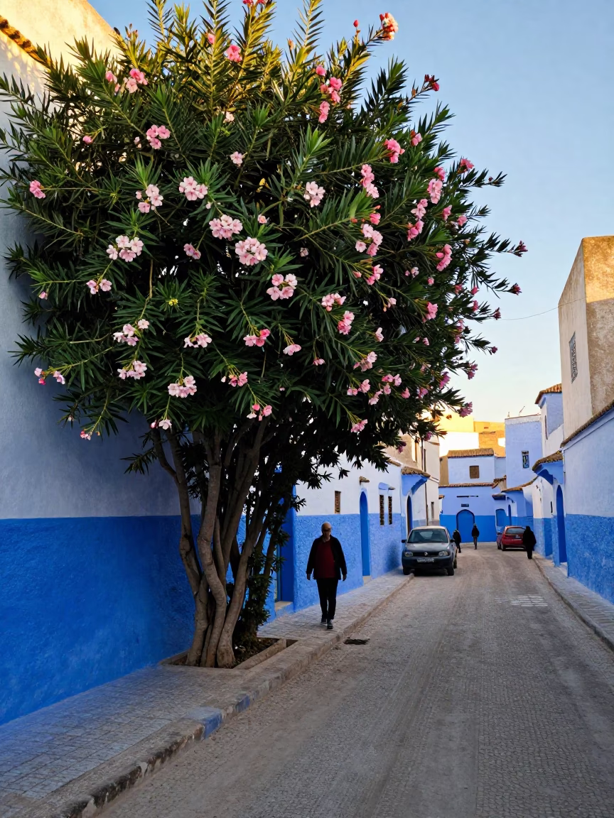 Essaouira Morocco Early Afternoon Street Scene with Oleander Hedge and Local Life in in Essaouira, Morocco