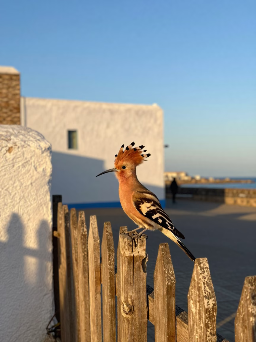 Essaouira Morocco Late Afternoon Coastal Street Scene with Hoopoe Bird in in Essaouira, Morocco