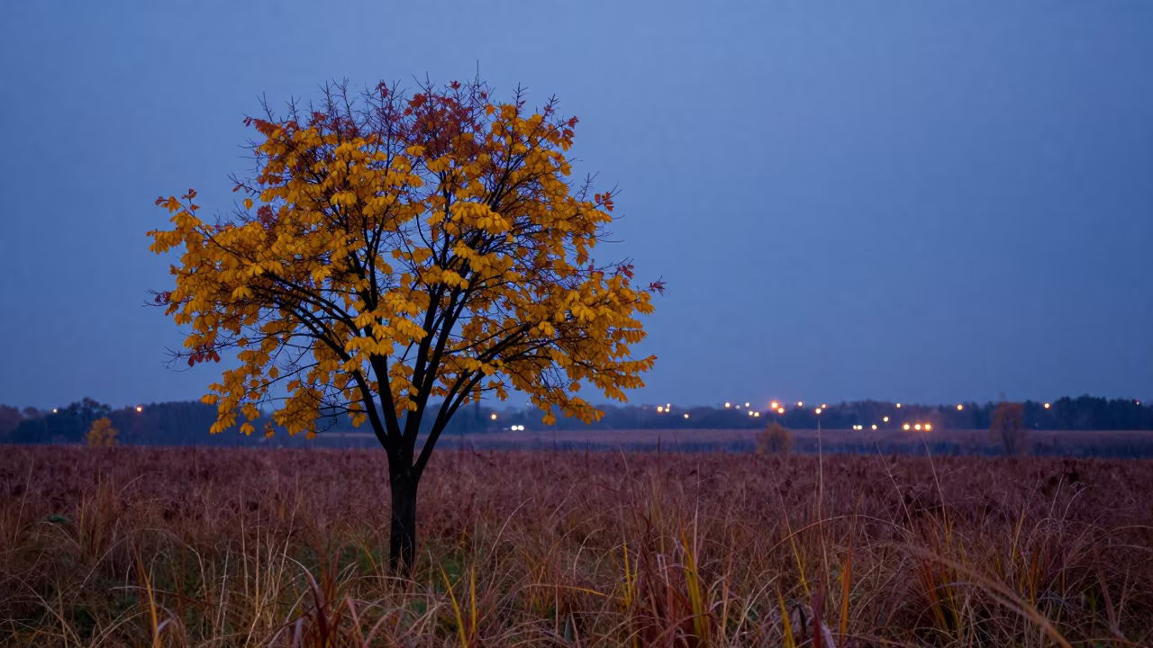 Euphorbia Candelabra Against Blue Hour Sky in in a bloom-heavy meadow near Muridke