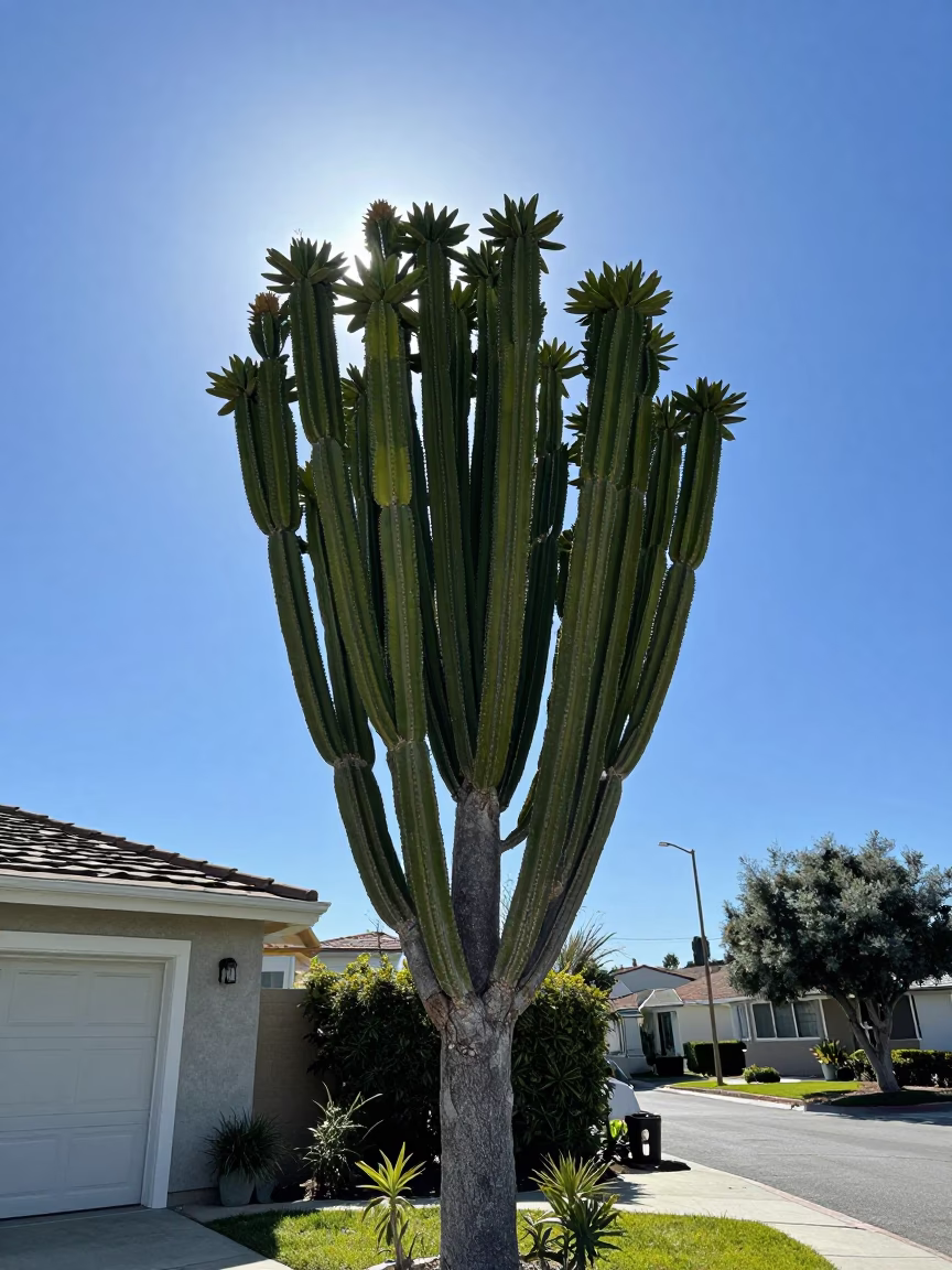 Euphorbia Candelabra Tree Against Blue Sky in Los Angeles California Noon Light in in Los Angeles, California, United States