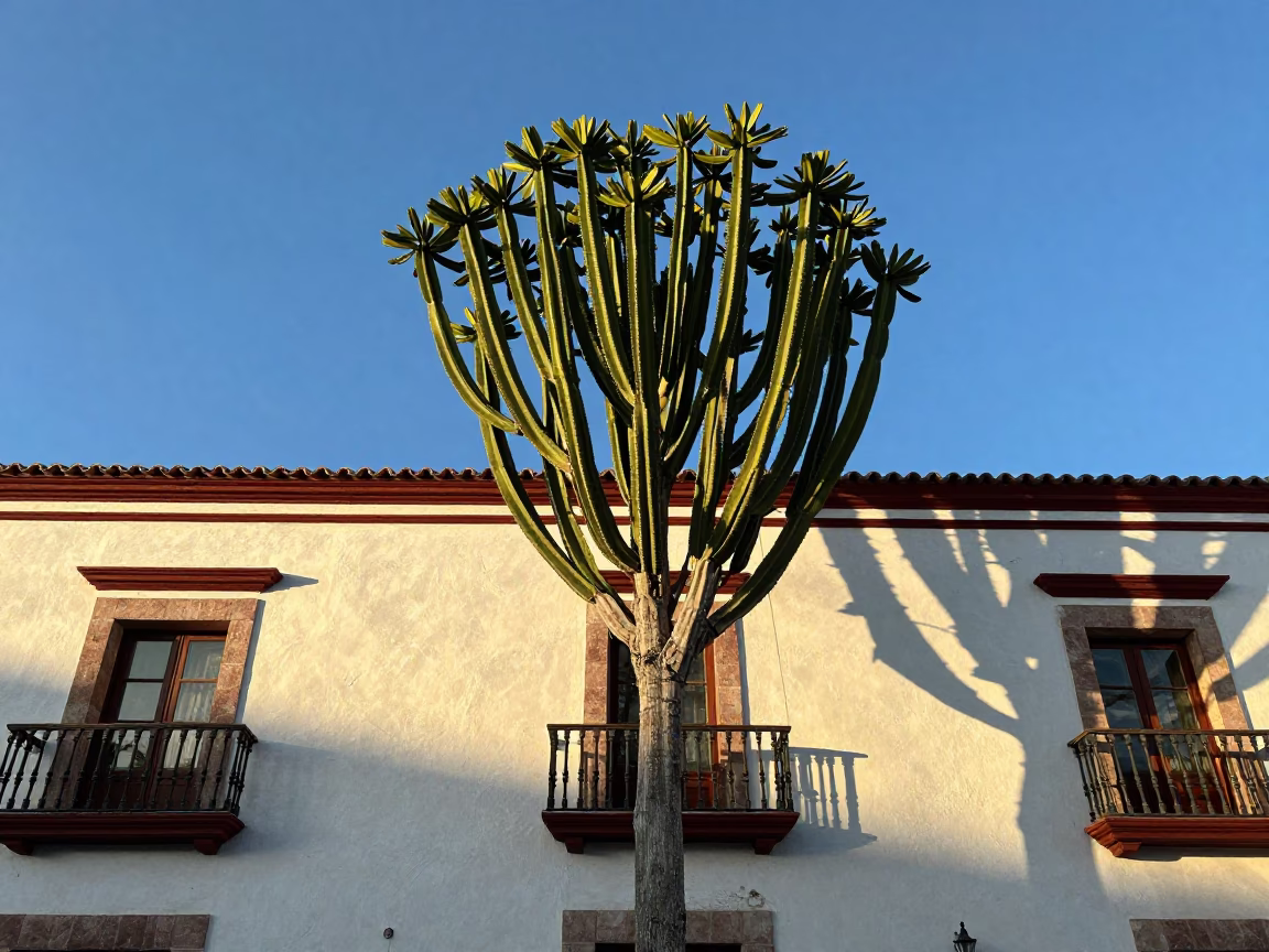 Euphorbia Candelabra Tree and Colonial Balcony in Merida Mexico Late Afternoon in in Merida, Mexico