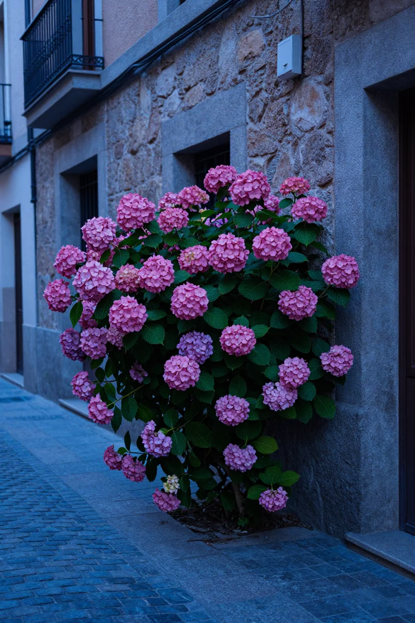 Evening Blue Hour Madrid Street Scene with Hydrangeas and Traditional Decor in in Madrid, Spain