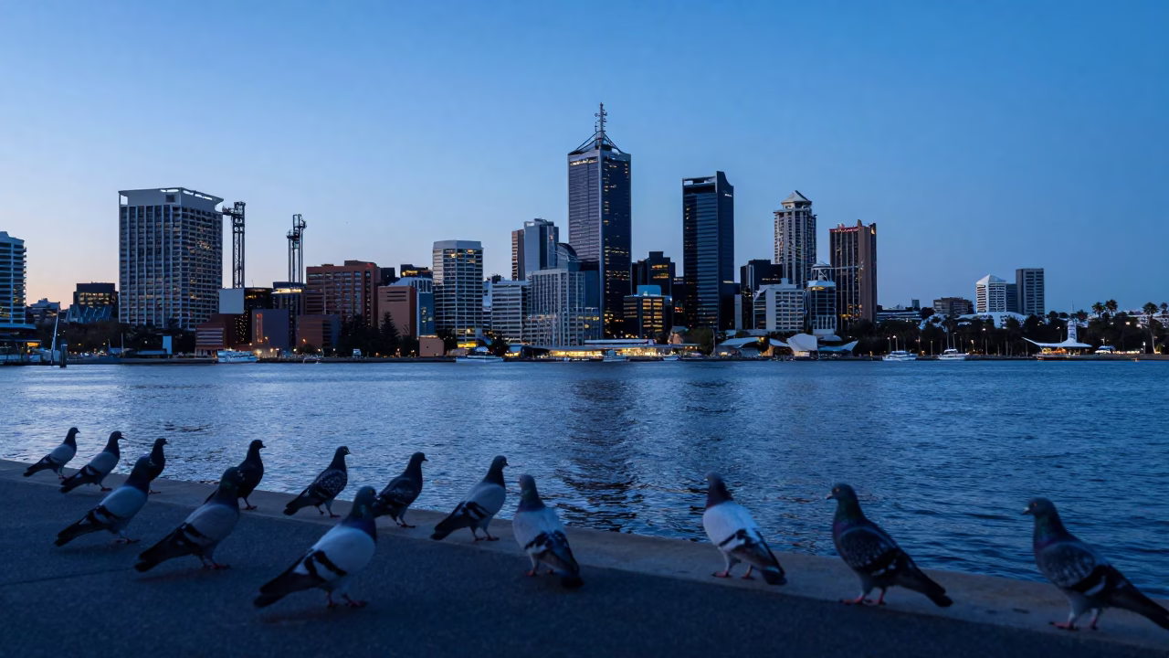 Evening Blue Hour Perth Harbor Skyline with Pigeons on Stone Embankment in in Perth, Western Australia, Australia