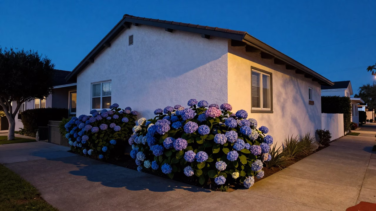 Evening Blue Hour San Diego Street Scene with Hydrangeas and Urban Shadows in in San Diego, California, United States