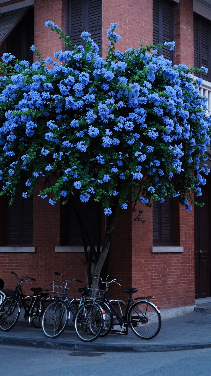 Evening Hanoi Street Scene with Blue Plumbago Hedge and Bicycle Rack in in Hanoi, Vietnam