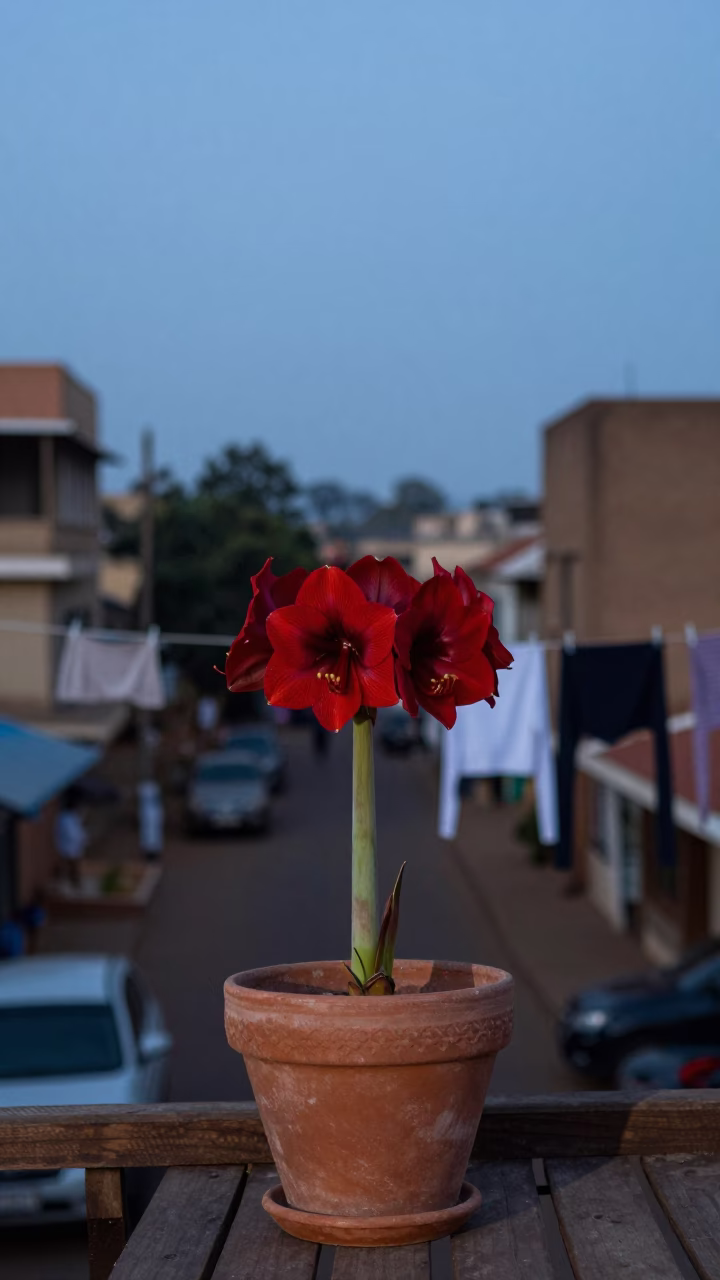 Evening Life in Nairobi Kenya with Amaryllis Flowers and Clothesline in in Nairobi, Kenya