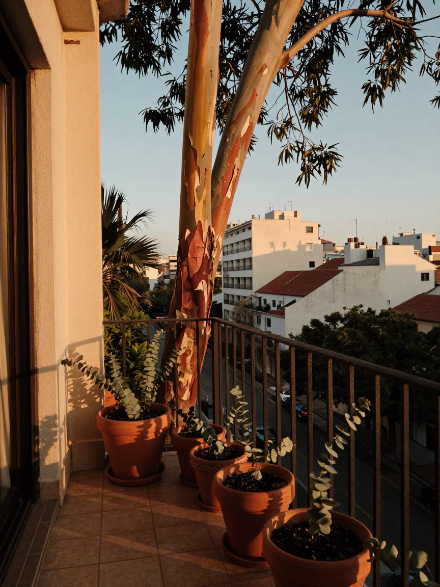 Evening Light on Buenos Aires Balcony with Eucalyptus Bark and Flowerpot Details in in Buenos Aires, Argentina