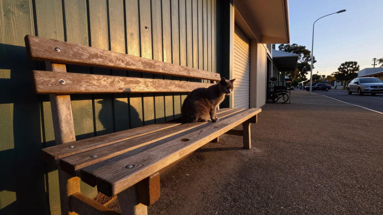 Evening Light on Cat in Adelaide in in Adelaide, South Australia, Australia