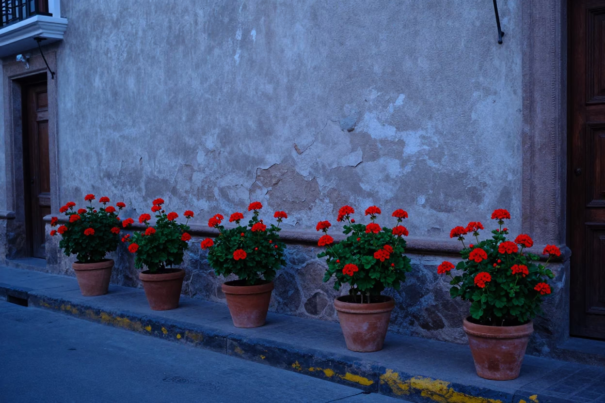 Evening Lima Peru Street Scene with Geraniums and Local Life in in Lima, Peru