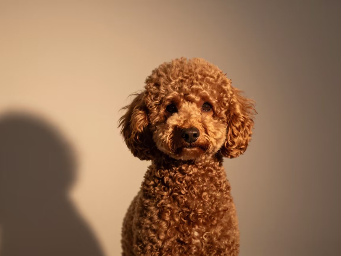 Evening Portrait of Poodle with Warm Edge Light in in a quiet portrait studio with a plain backdrop and eye-level framing near Kuwait City