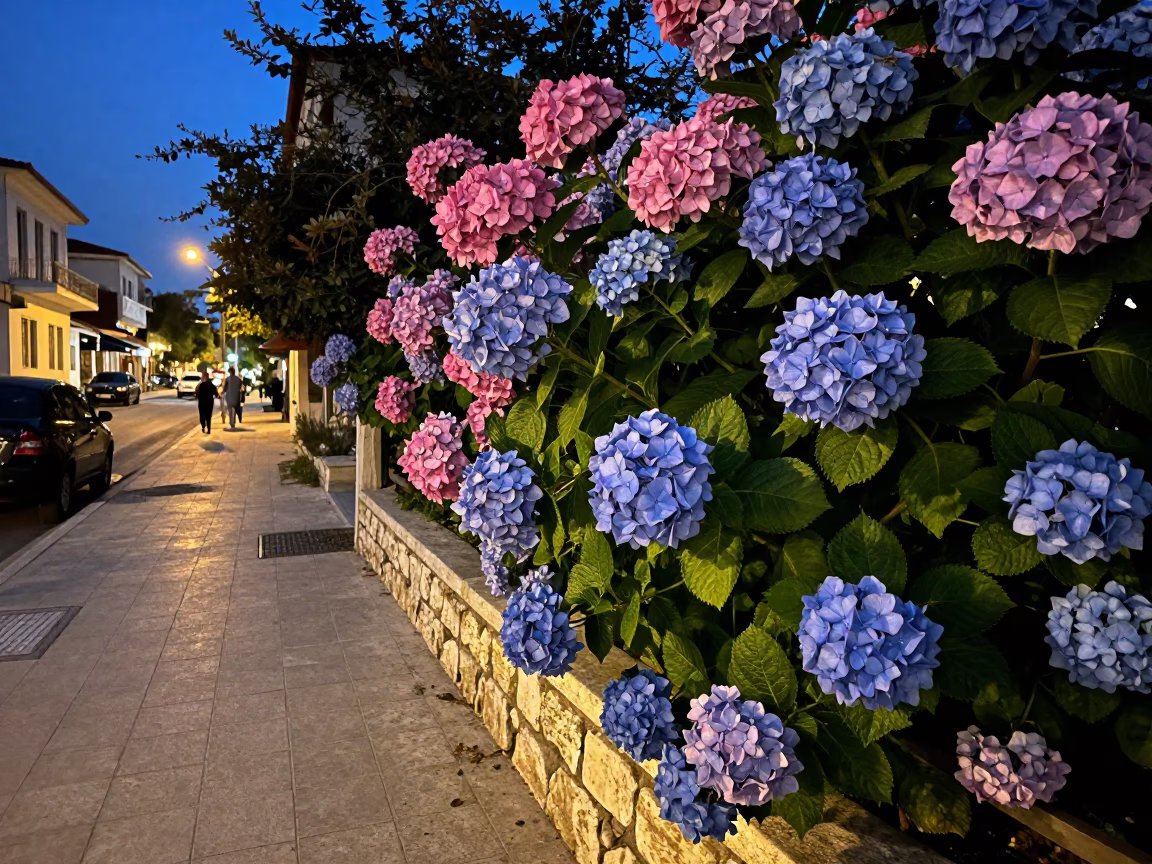 Evening Street Scene in Athens Greece with Blue Hydrangea Bush and Lamp Base Shadow in in Athens, Greece