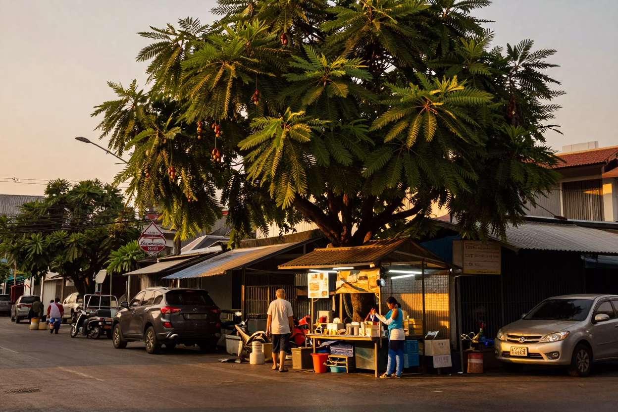 Evening street scene in Bangkok Thailand with tamarind tree and local market activity in in Bangkok, Thailand