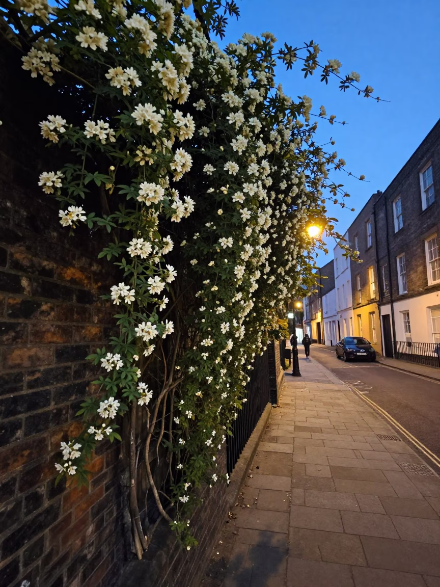 Evening Street Scene in Bristol UK with Climbing Jasmine and Vintage Pulley in in Bristol, United Kingdom
