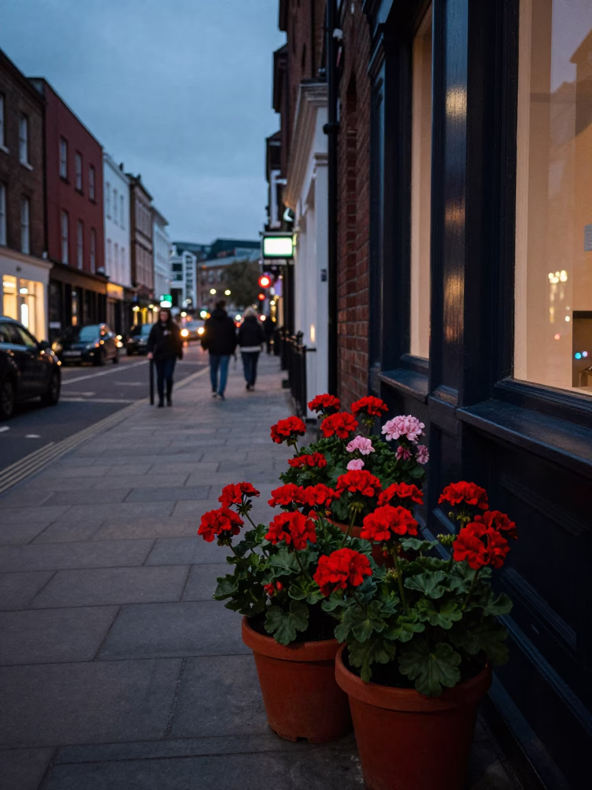 Evening Street Scene in Bristol United Kingdom with Potted Geraniums and City Lights in in Bristol, United Kingdom