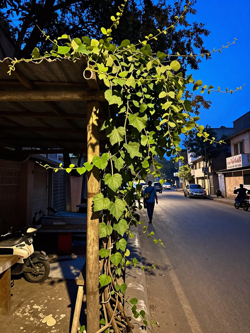 Evening Street Scene in Delhi India with Vine and Fig Tree in in Delhi, India