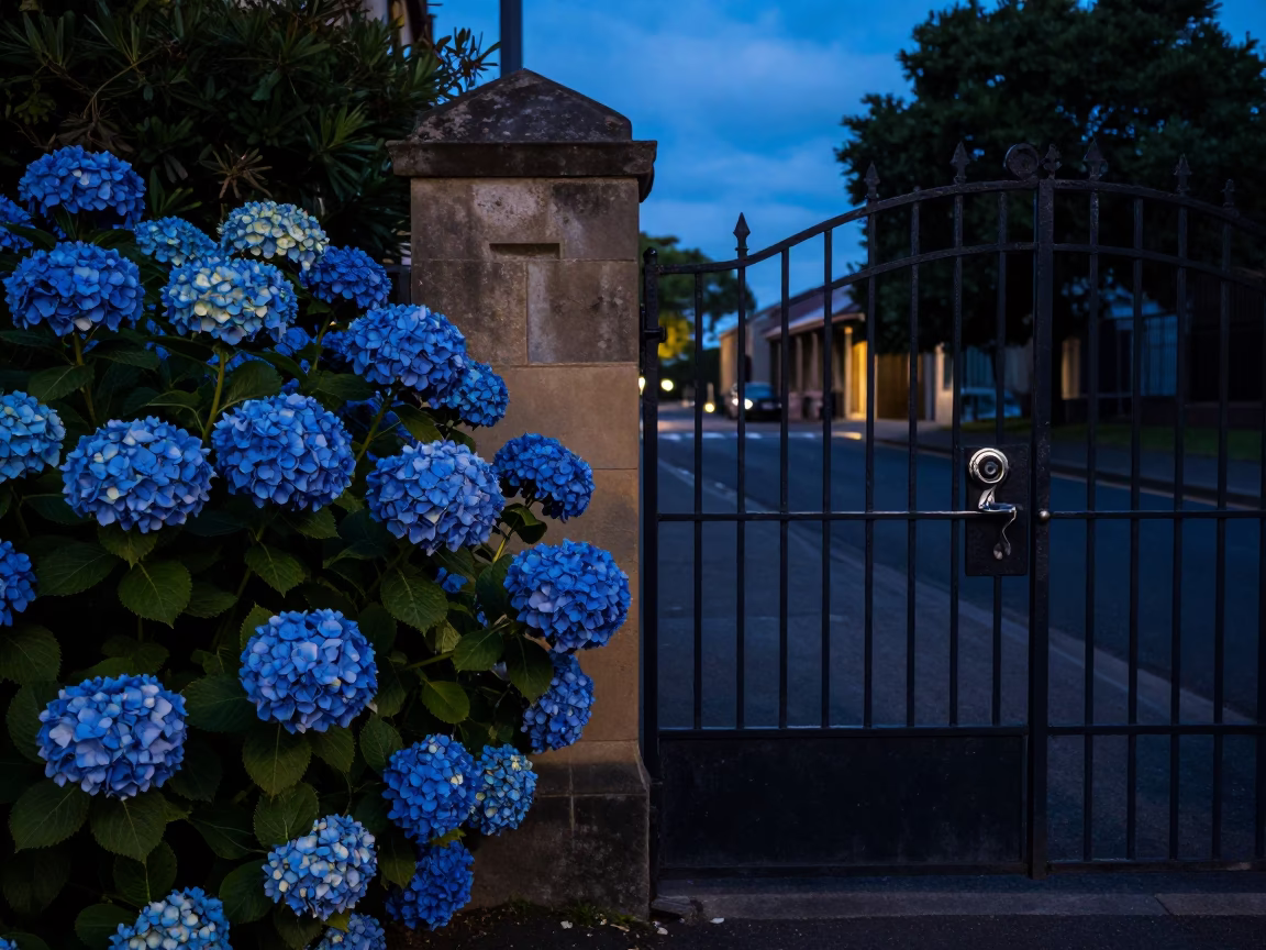 Evening Street Scene in Hobart Tasmania With Hydrangeas And Old Gate Hardware in in Hobart, Tasmania, Australia